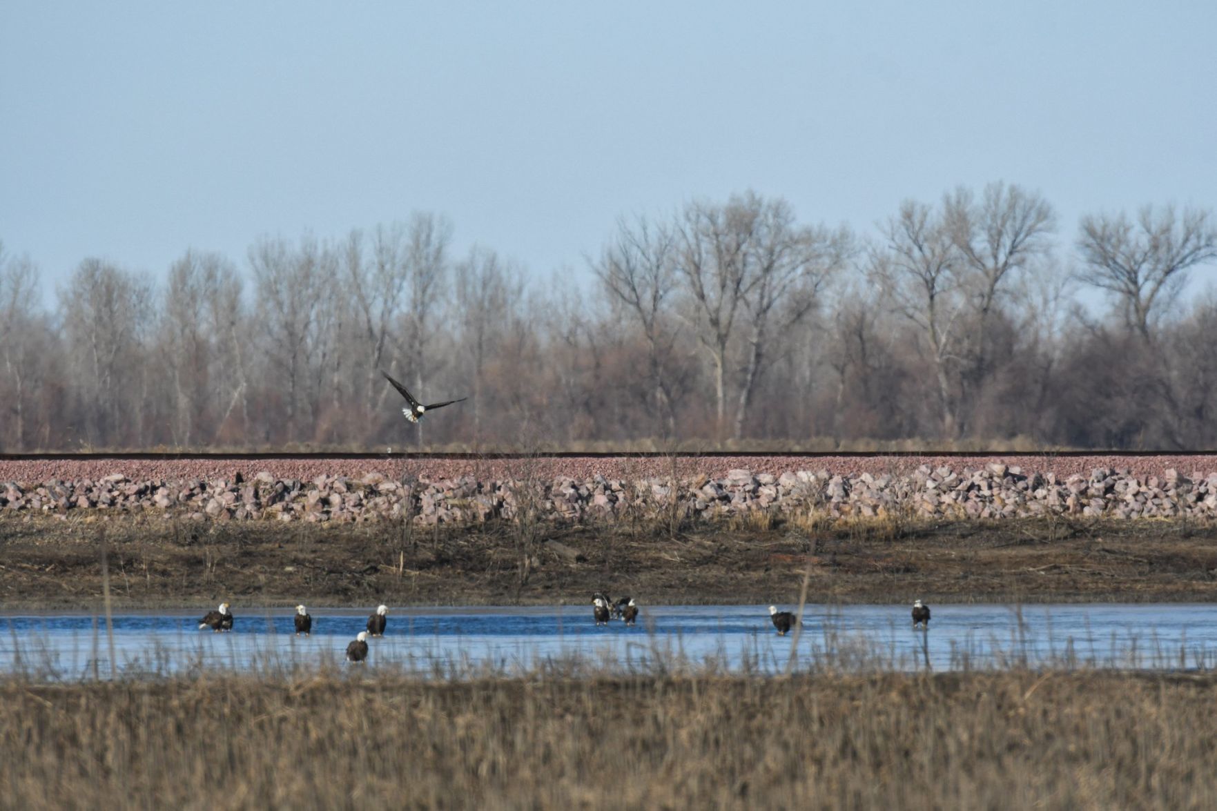 Eagles gather on flooded field